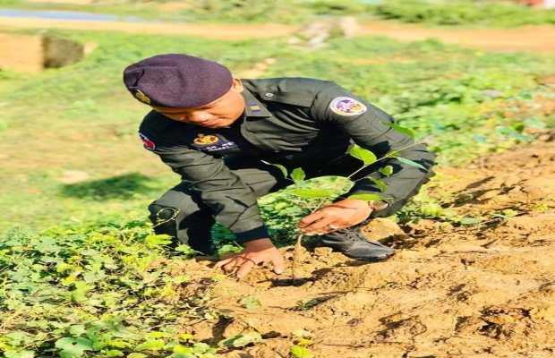 កម្លាំងមូលដ្ឋានកងរាជអាវុធហត្ថស្រុកសហការដកូនឈើបានចំនួន..
